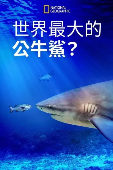 世界最大的公牛鲨 下载
